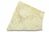 Unprepared Multiple Fossil Fish Plate - Wyoming #292116-1